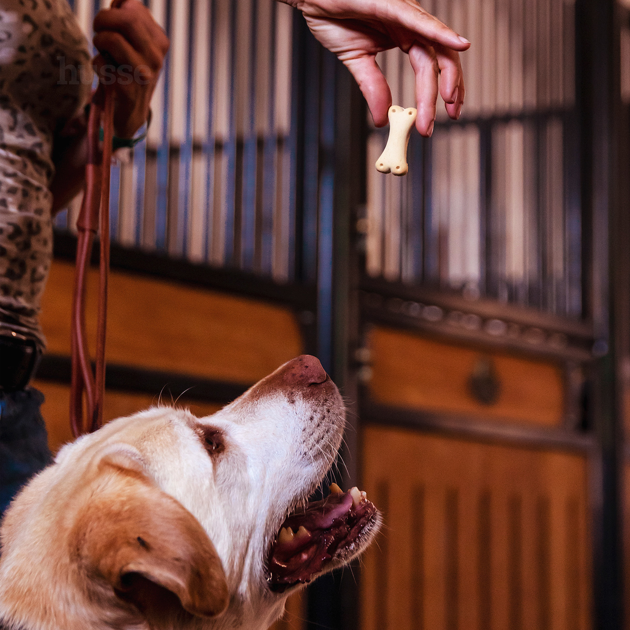 Kex XS, 500 g | Bone-shaped biscuits for dogs