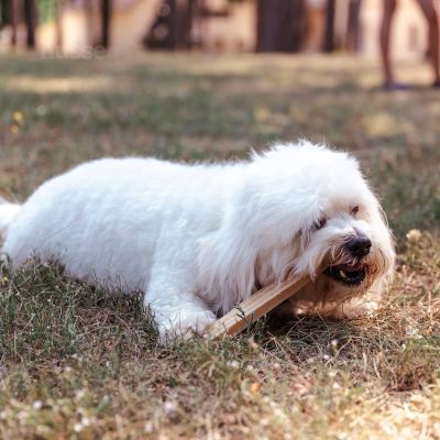 Dental L, 4 pcs | Gluten free dental treats for dogs