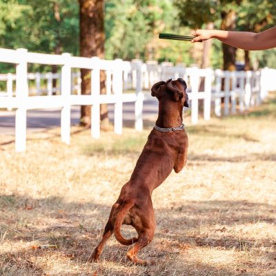 Dental L, 4 pcs | Gluten free dental treats for dogs